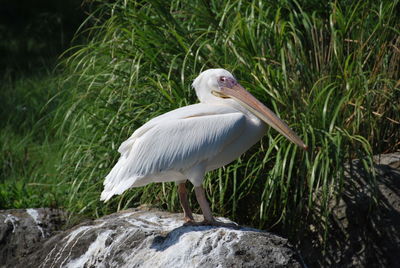 White duck on rock