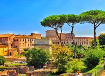 Roman forum and colosseum with threes against blue sky