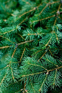 Full frame shot of pine tree