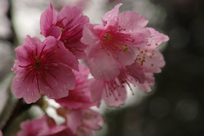 Close-up of pink flowers