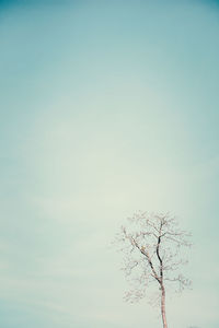 Low angle view of bare tree against clear sky