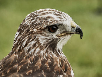 Close-up of owl