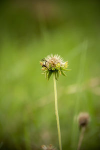 Close-up of honey bee on plant