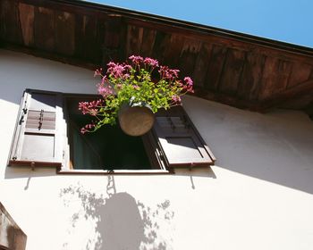 Low angle view of flowers