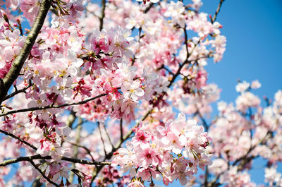 Low angle view of cherry blossom