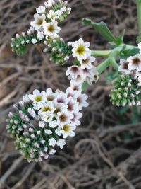 Close-up of white flowers