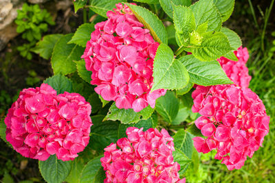 Close-up of pink flowering plant