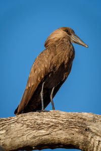 Hamerkop on branch under perfect blue sky