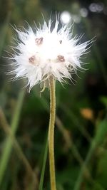 Close-up of dandelion flower on land