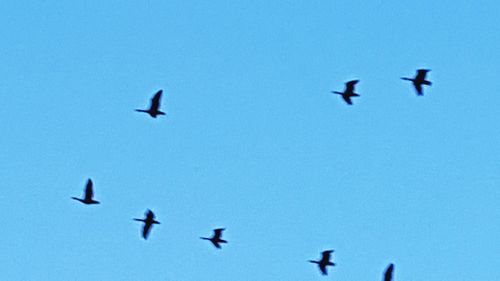 Low angle view of birds flying in sky