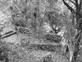 Full frame shot of tree