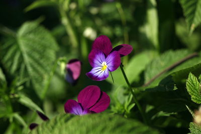 Close-up of purple flowering plant