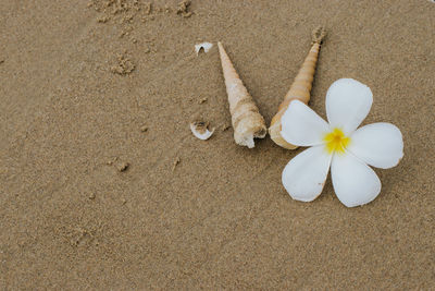 High angle view of white rose on beach