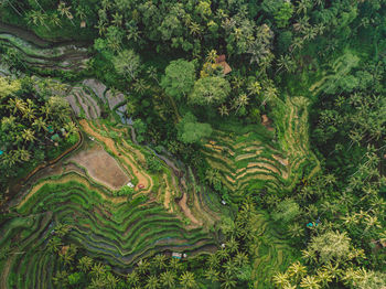 Scenic view of agricultural field