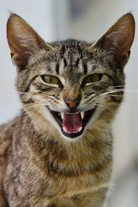 Close-up portrait of cat yawning