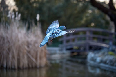 Seagull flying in the sky