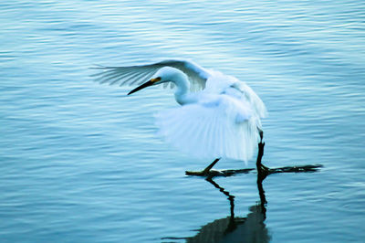 White heron on lake