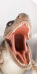 jaw