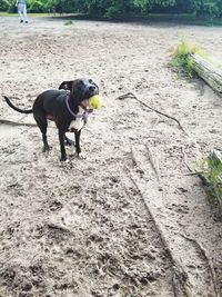 Dog standing in a field