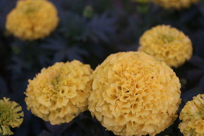 Close-up of yellow flowers