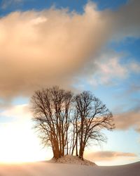 Bare trees on landscape at sunset