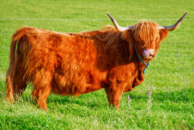 A highland cow with its tongue in its nose 