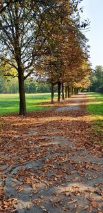 Trees in park during autumn