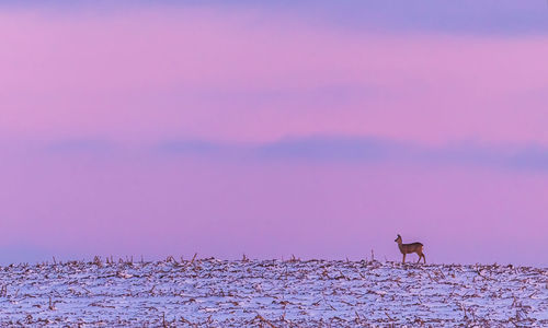 Low angle view of birds flying against sky