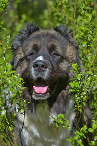 Portrait of a dog