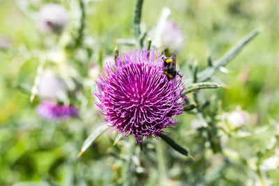 Close-up of honey bee on thistle