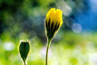 Close-up of yellow flowering plant