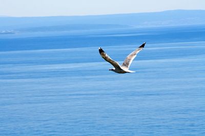 Seagulls flying over sea