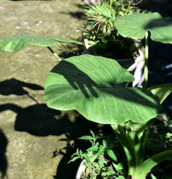 High angle view of plant