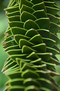 Close-up of plant growing outdoors