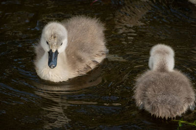 High angle view of swan swimming in lake