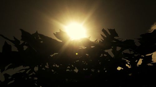 Sunlight streaming through silhouette leaves against sky during sunset