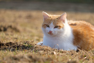 Portrait of cat on grassy field