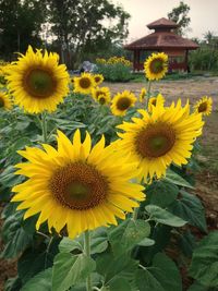 Close-up of yellow flowering plant in yard