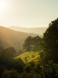 Scenic view of landscape against clear sky