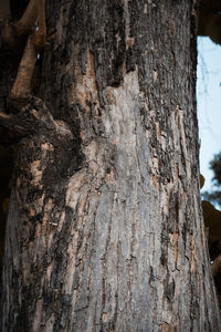 Close-up of tree trunk
