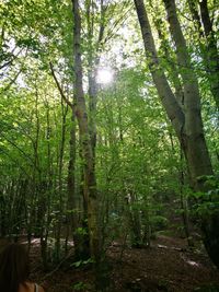 Trees in forest