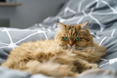 Portrait of cat lying on bed