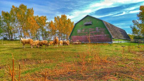 Barn on grassy field