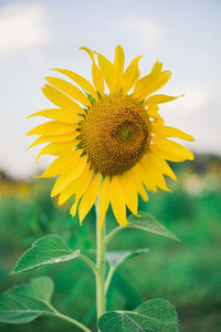 Close-up of sunflower on field