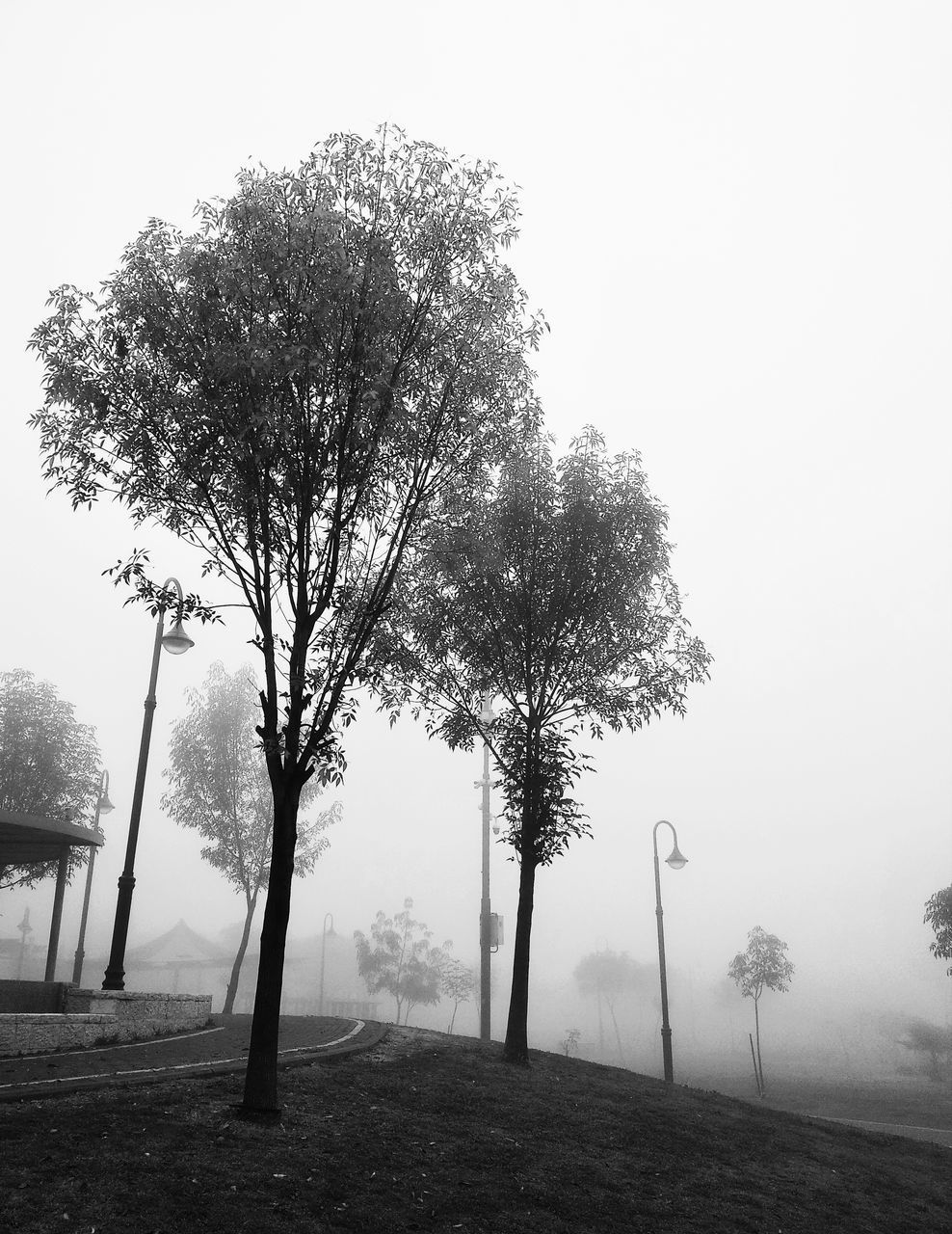 TREE ON FIELD AGAINST SKY DURING FOGGY WEATHER