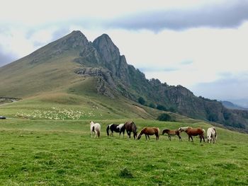 Horses grazing in a field