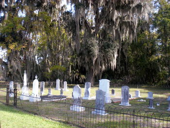 Trees in park