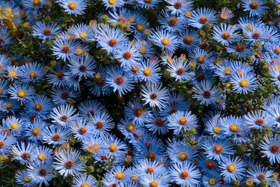 Full frame shot of white daisy flowers