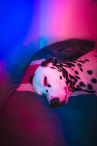 High angle view of dog lying on bed