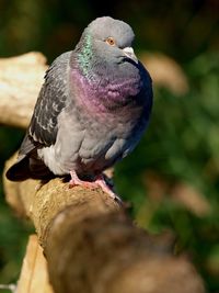 Close-up of bird perching on branch